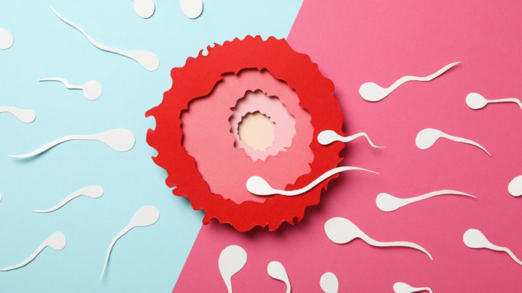 Women’s Guide to Understanding Ovulation and Conception