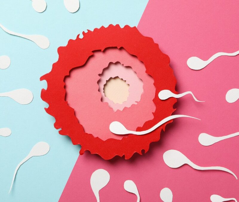 Women’s Guide to Understanding Ovulation and Conception